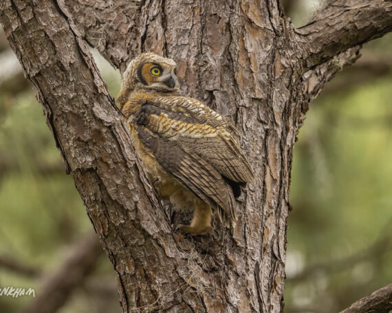 Great Horned Owlet