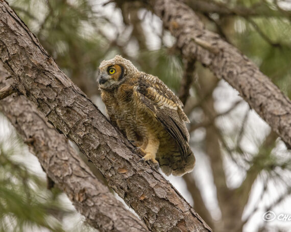 Great Horned Owlet