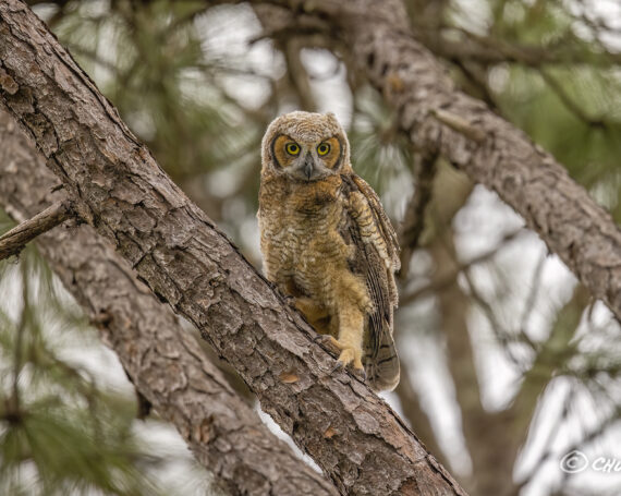 Great Horned Owlet