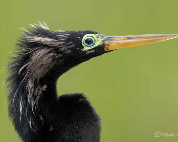 Anhinga