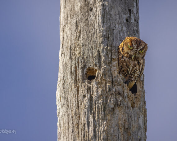 Eastern Screech Owl