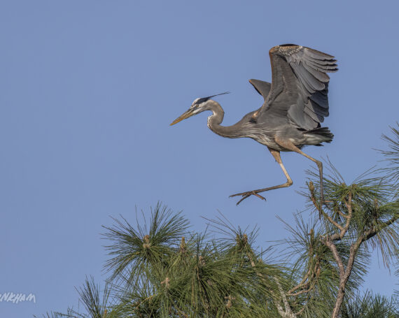 Great Blue Heron