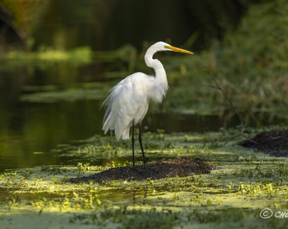 Great Egret