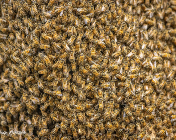 Honey Bees