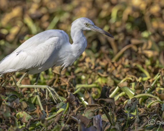 Little Blue Heron – Juvenile