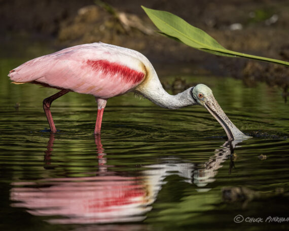 Roseate Spoonbill