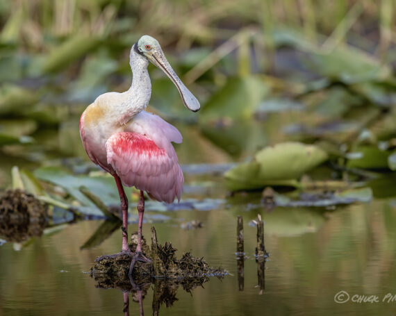 Roseate Spoonbill