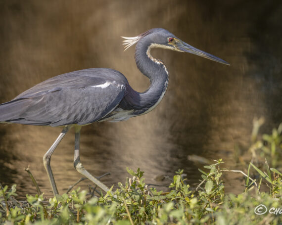 Tri-Colored Heron