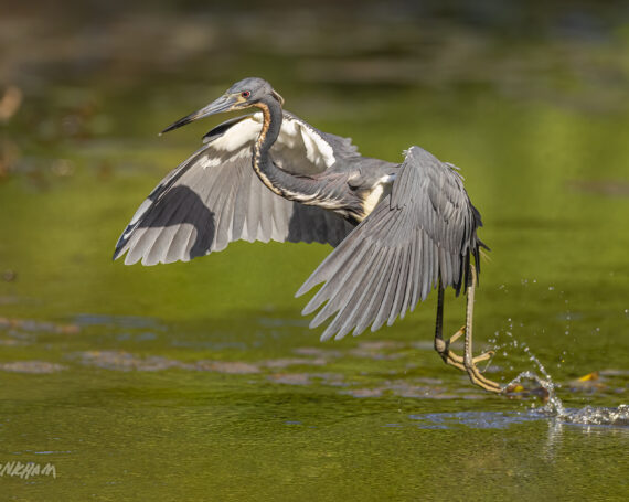 Tri-Colored Heron