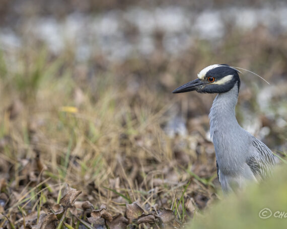 Yellow-Crowned Night Heron