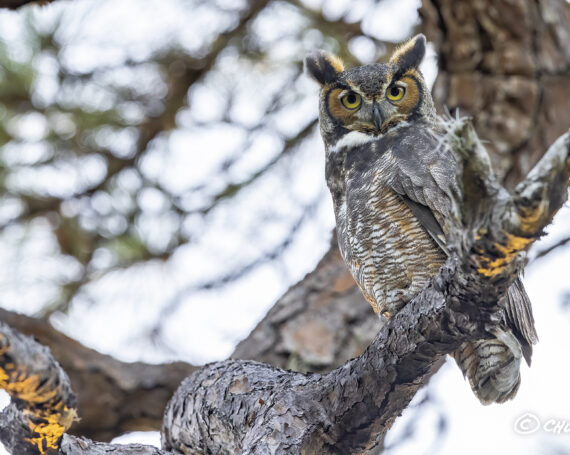 Great Horned Owl