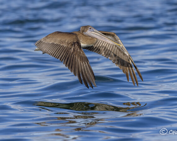 Brown Pelican – Juvenile