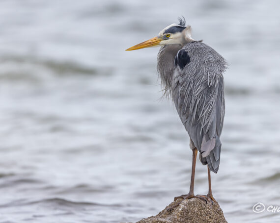 Great Blue Heron