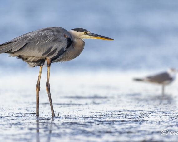 Great Blue Heron