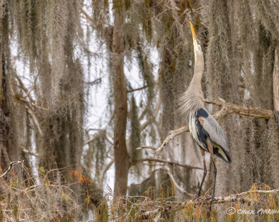 Great Blue Heron