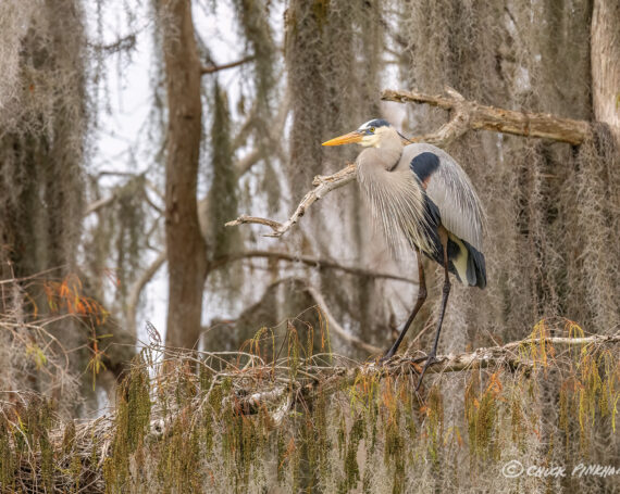 Great Blue Heron