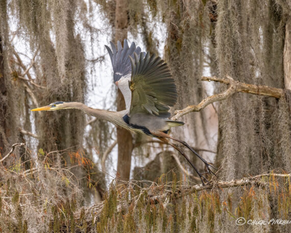 Great Blue Heron