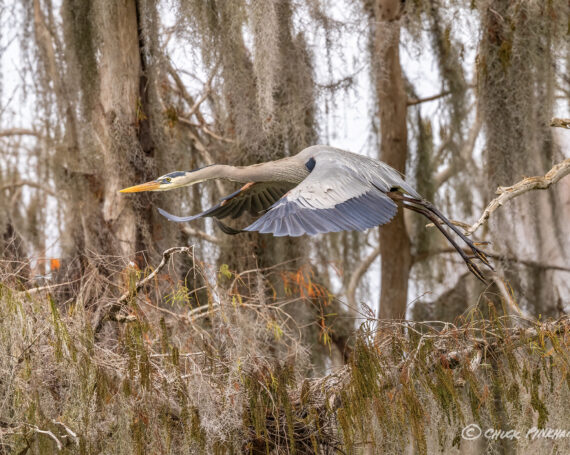 Great Blue Heron