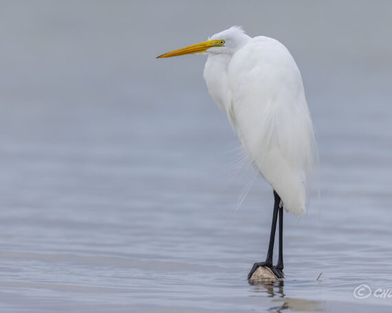 Great Egret