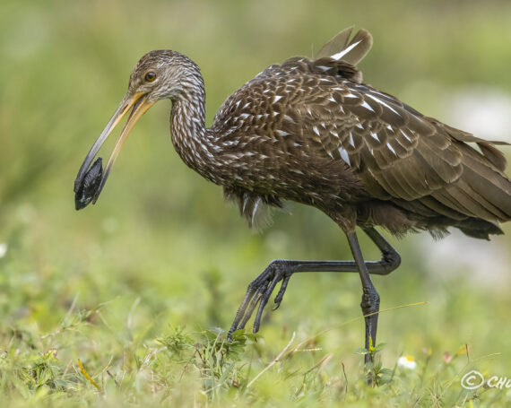 Limpkin