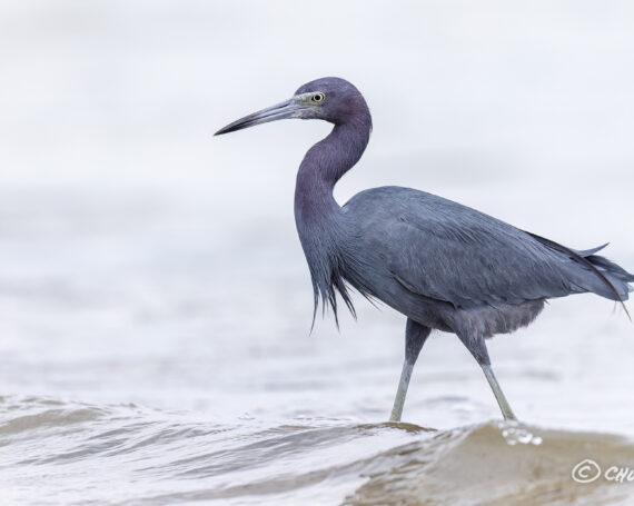 Little Blue Heron