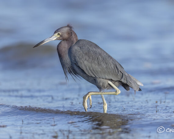 Little Blue Heron