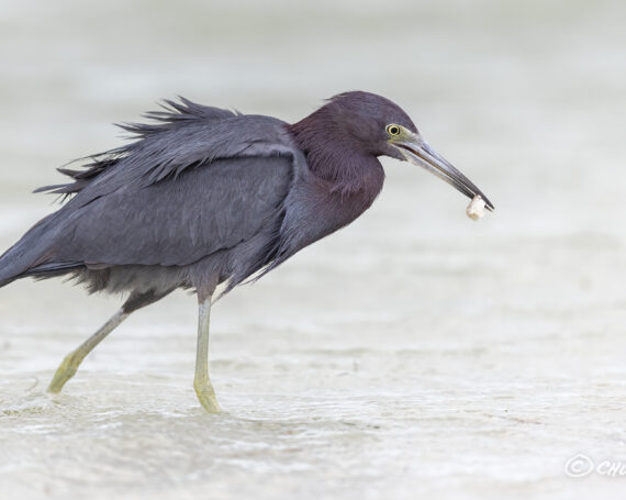 Little Blue Heron