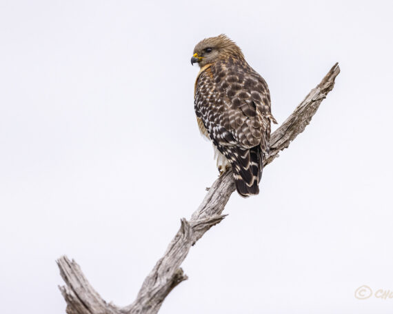 Red Shouldered Hawk