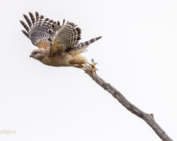 Red Shouldered Hawk