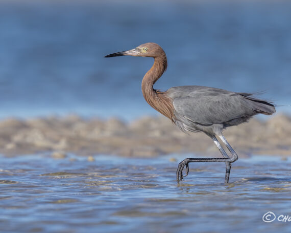 Reddish Egret