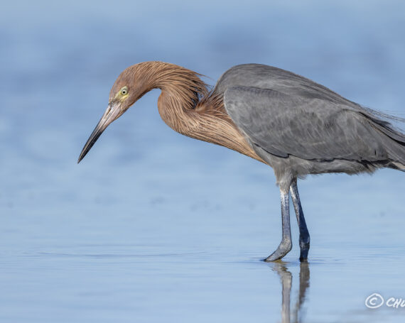 Reddish Egret