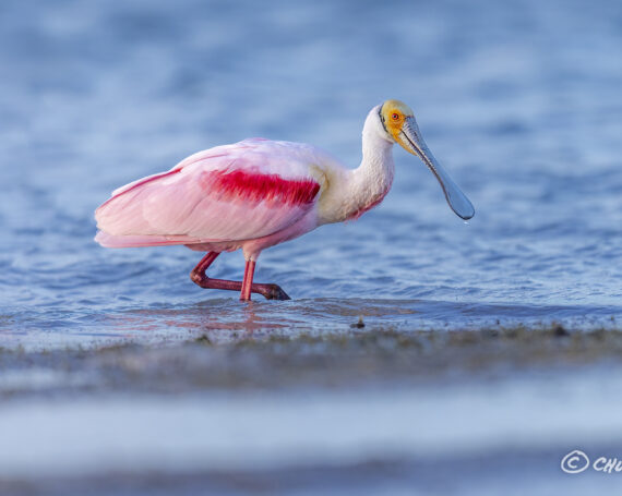 Roseate Spoonbill