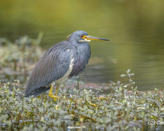 Tri-Colored Heron