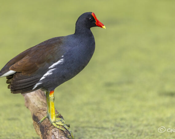 Common Gallinule