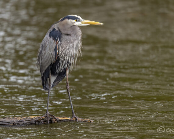 Great Blue Heron