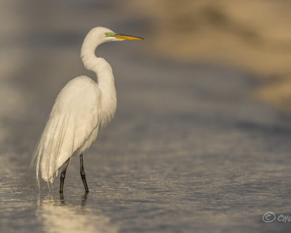 Great Egret