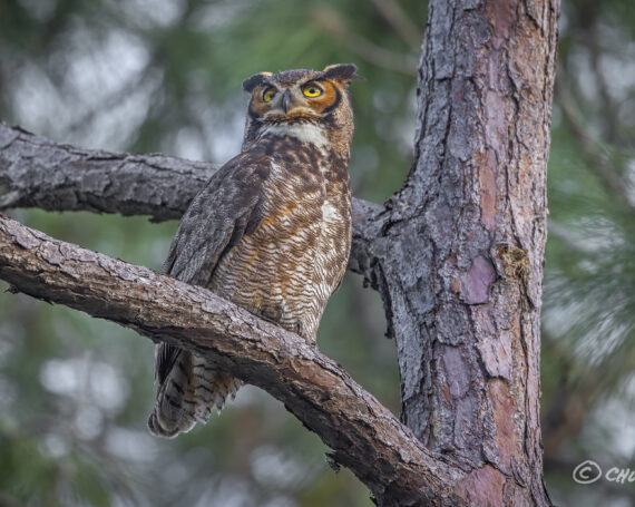 Great Horned Owl