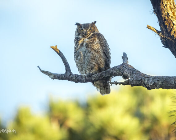 Great Horned Owl