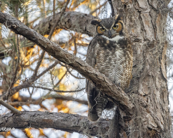 Great Horned Owl