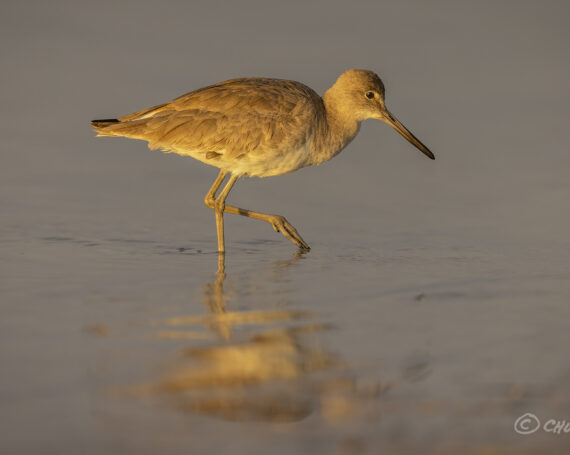 Willet