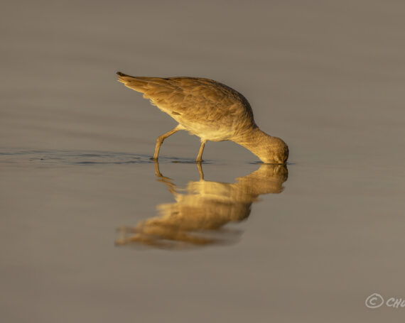 Willet