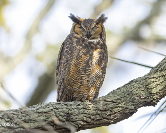 Great Horned Owl