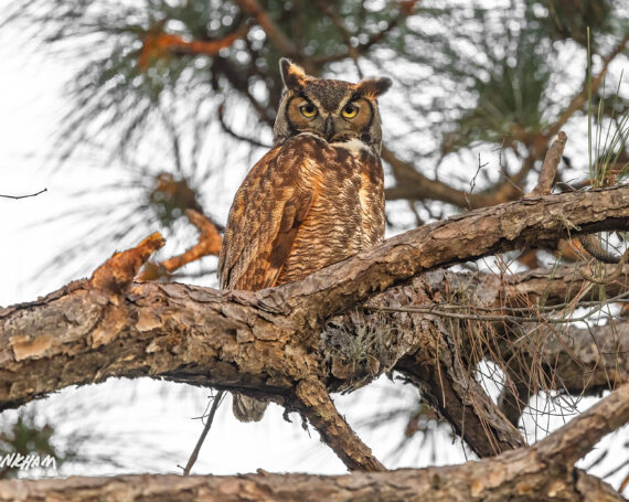 Great Horned Owl