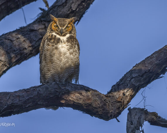 Great Horned Owl