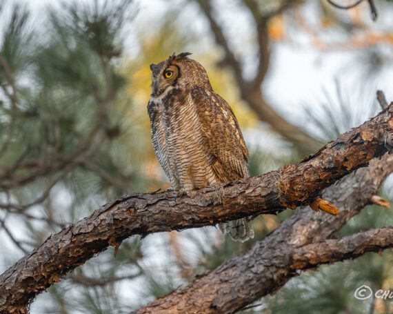 Great Horned Owl