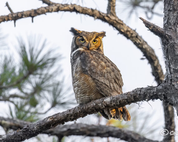 Great Horned Owl