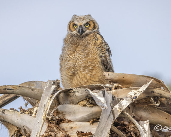 Great Horned Owlet