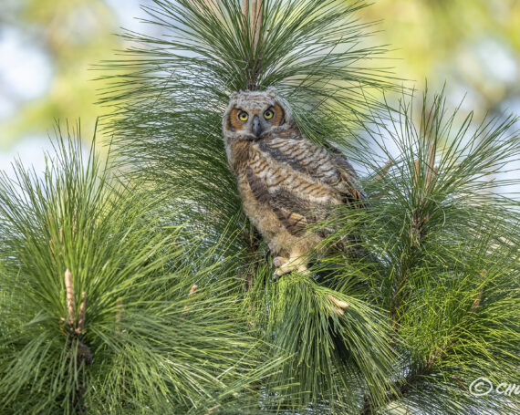 Great Horned Owlet