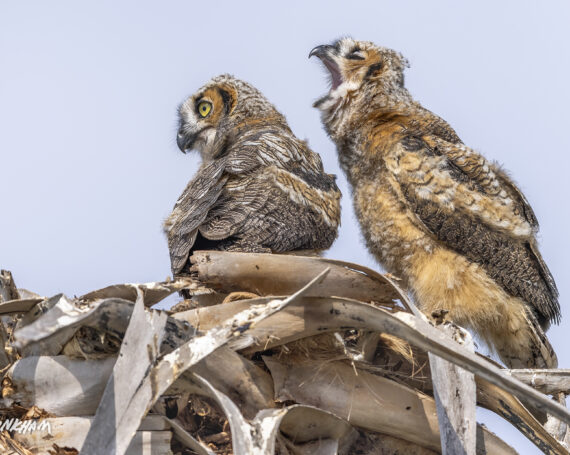 Great Horned Owlets