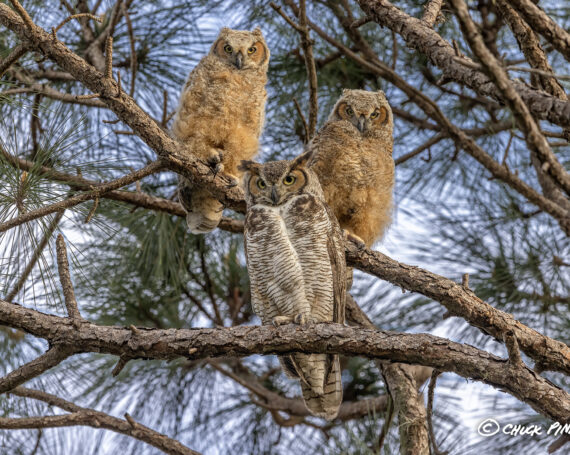 Great Horned Owls